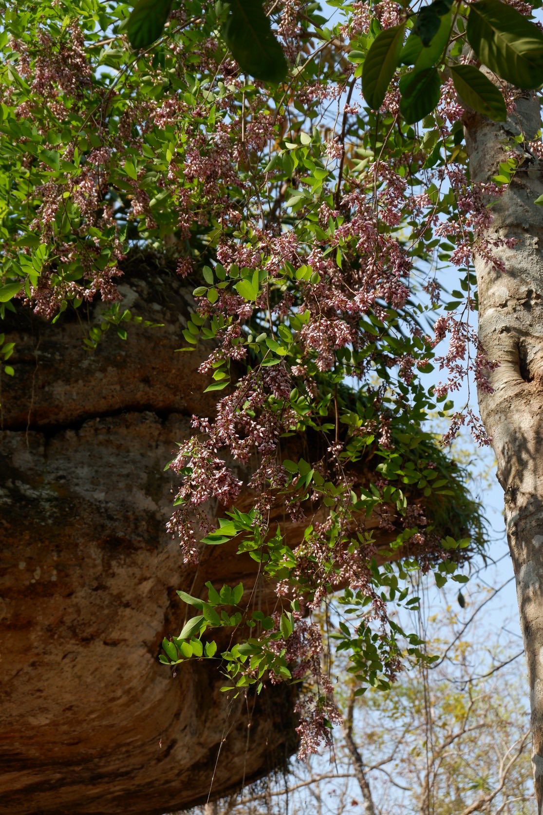 ภาพประกอบ :ต้นกระพี้จั่น (จั่น ปี๊จั่น พี้จั่น)