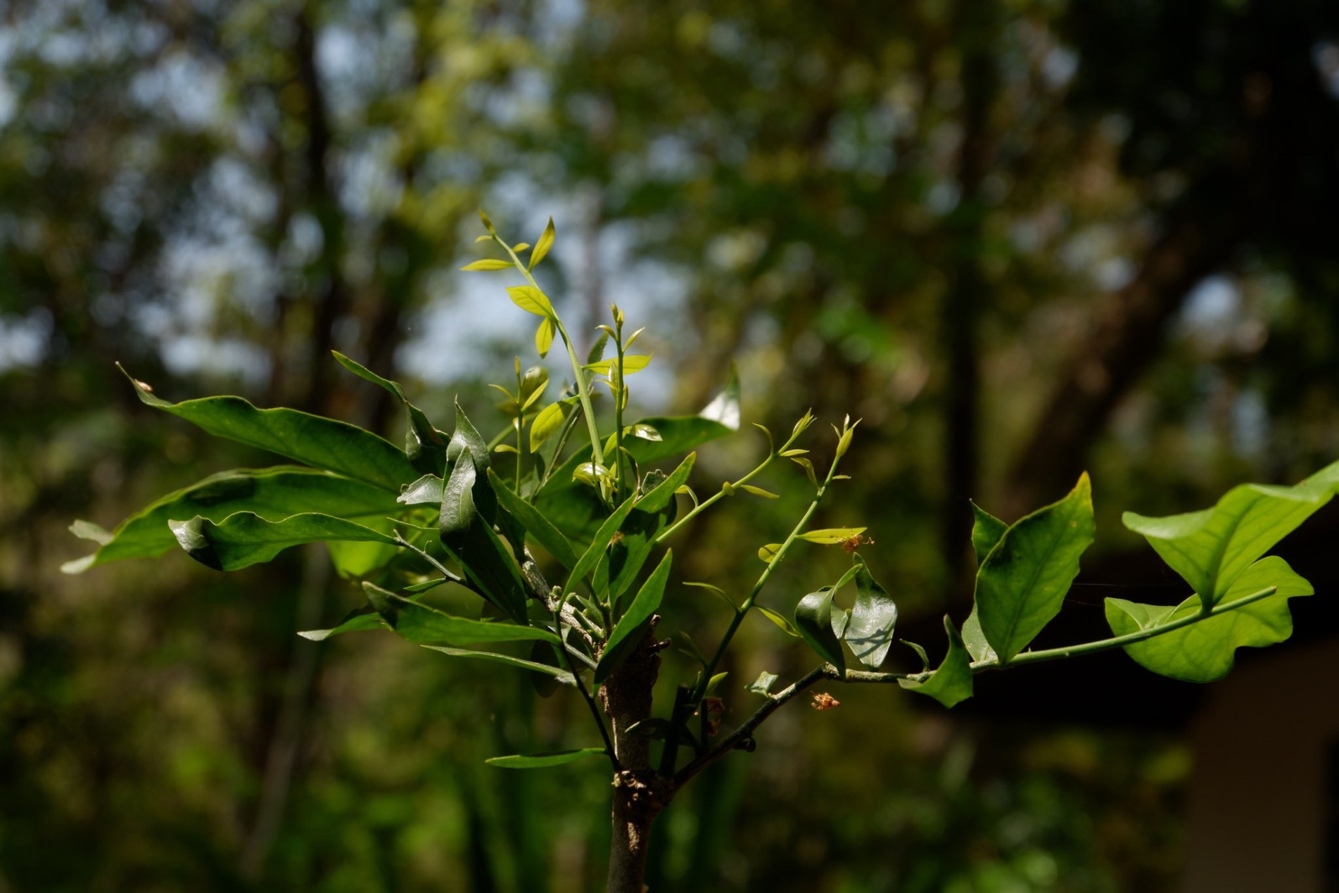 ภาพประกอบ :ต้นผักหวานป่า