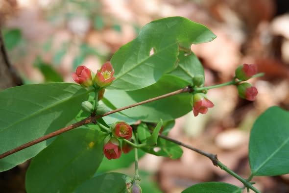 ภาพประกอบ :ติ้วเกลี้ยง