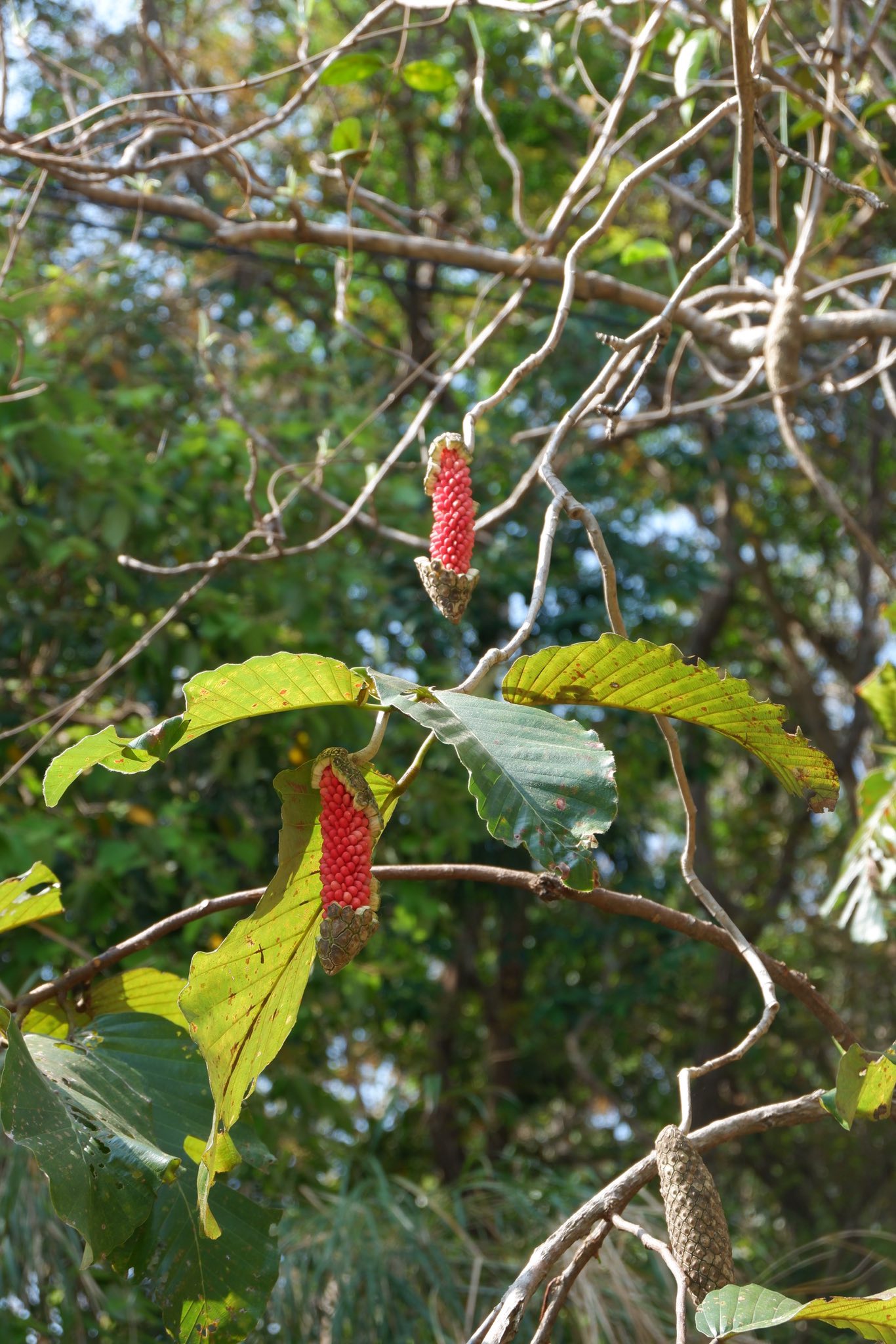 ภาพประกอบ :พลูช้าง