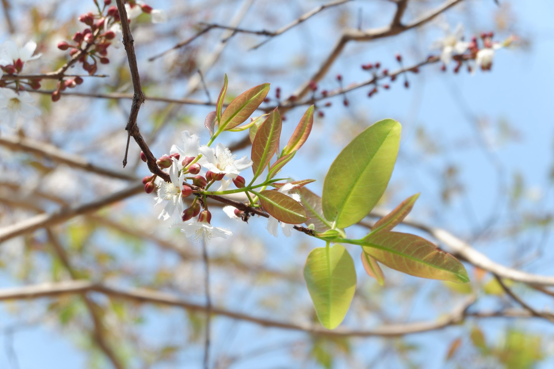 ภาพประกอบ :ติ้วขาว