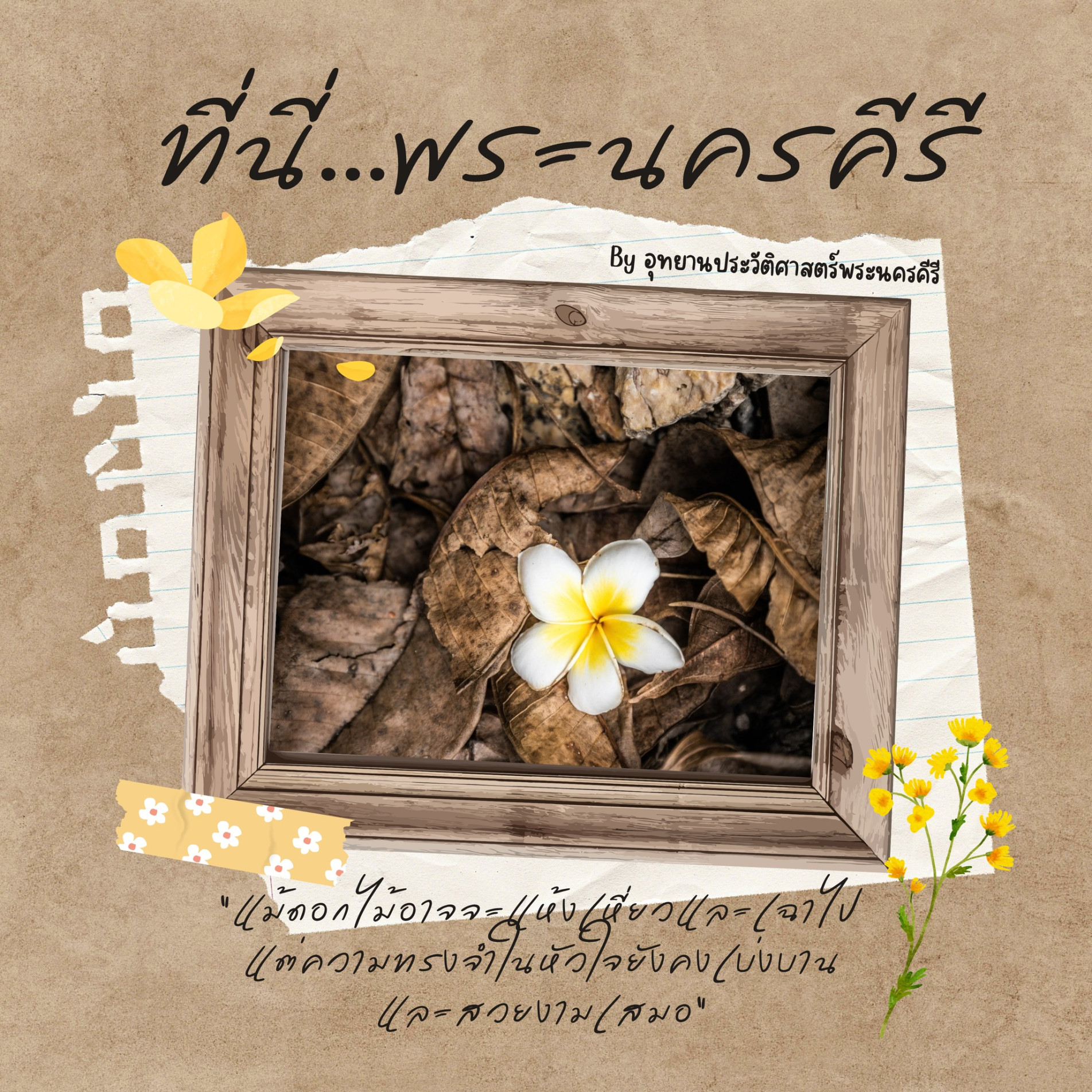 ภาพประกอบ :ชวนชมความงามดอกลั่นทมบานที่เขาวัง อุทยานประวัติศาสตร์พระนครคีรี