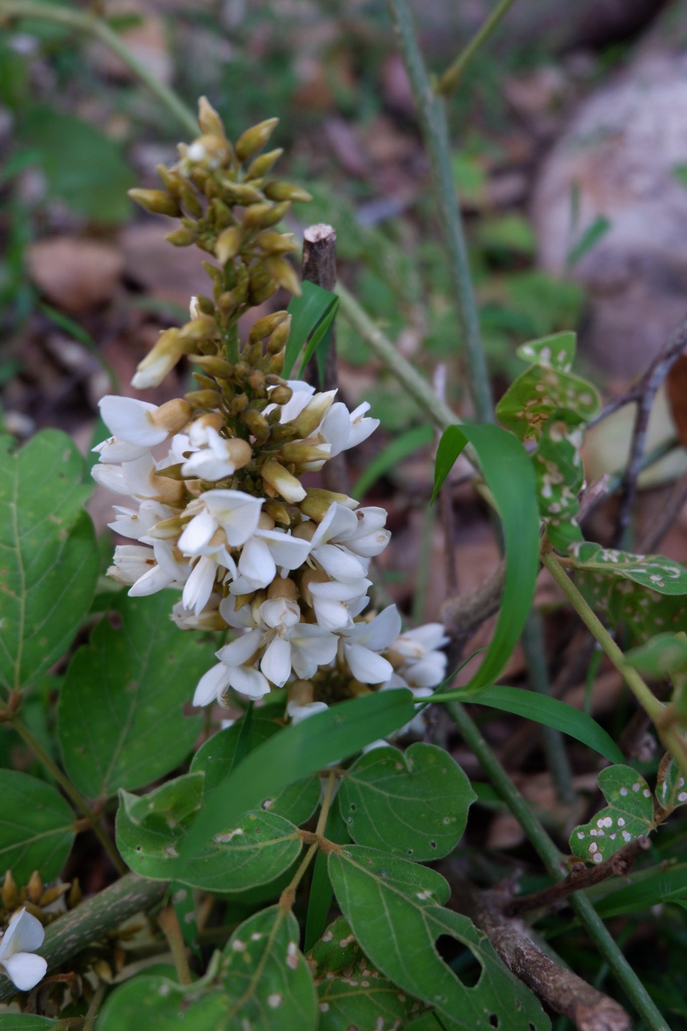 ภาพประกอบ :สาธร