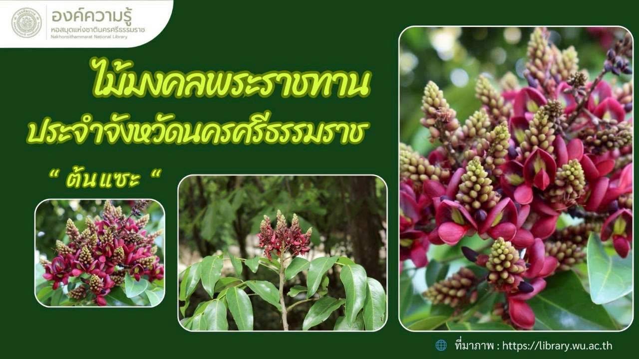 ภาพประกอบ :ไม้มงคลพระราชทานประจำจังหวัดนครศรีธรรมราช : ต้นแซะ